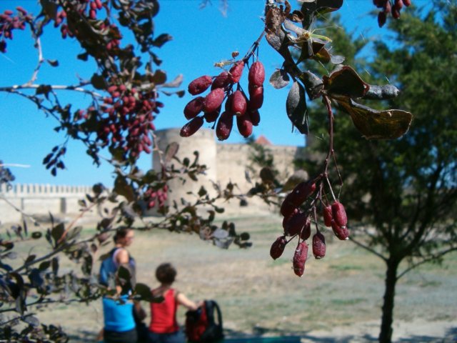 Photograph